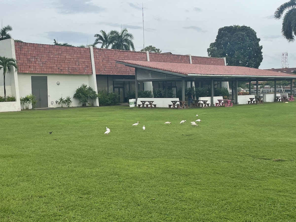 White Ibis - ML638327611