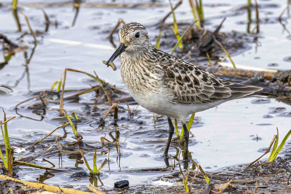 Baird's Sandpiper - ML638327618