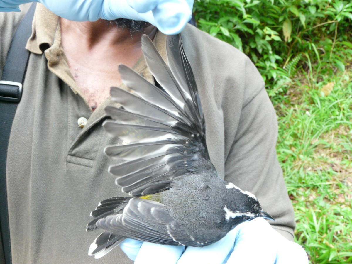 Bananaquit - ML638327619