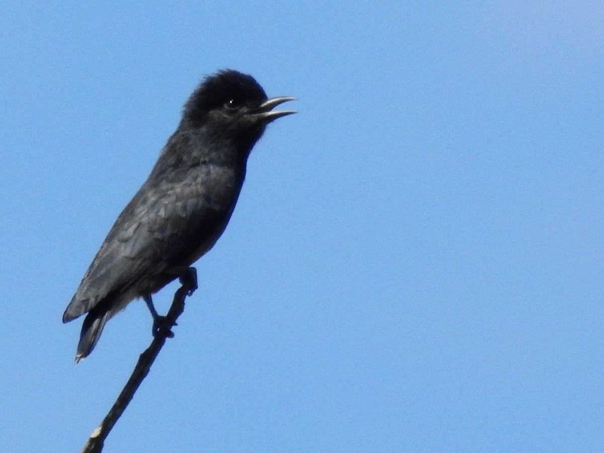Swallow-winged Puffbird - ML638327624