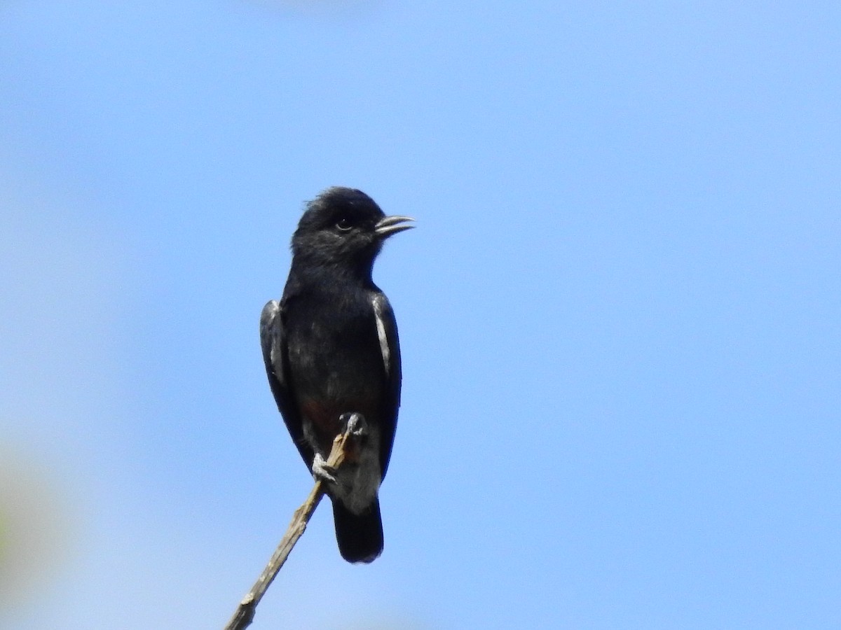 Swallow-winged Puffbird - ML638327627