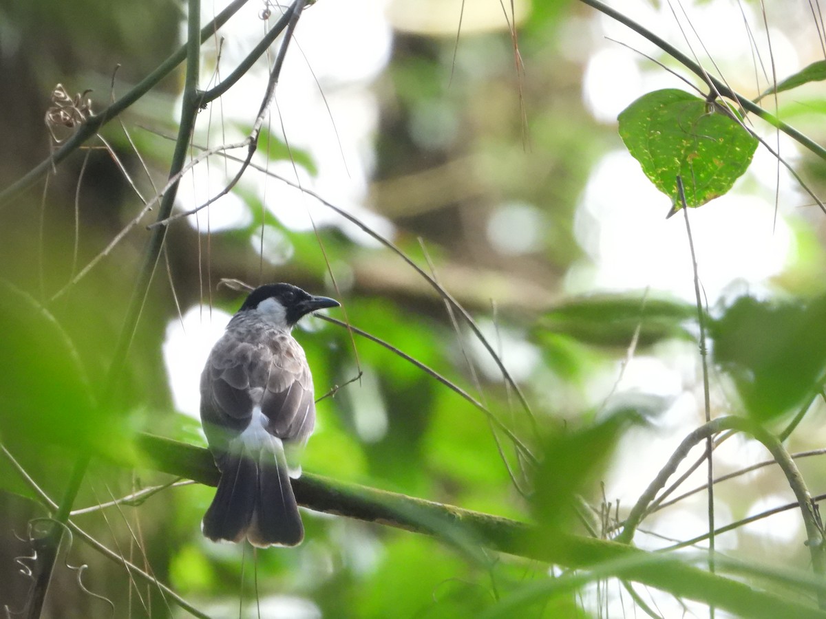 Sooty-headed Bulbul - ML638327631