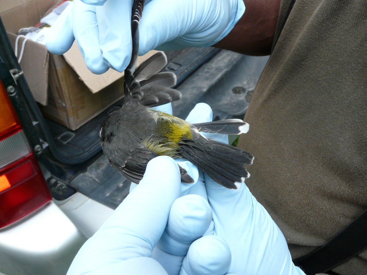 Bananaquit - ML638327634