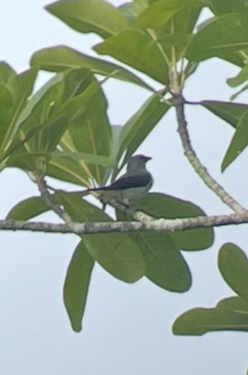 Plain-colored Tanager - ML638327668