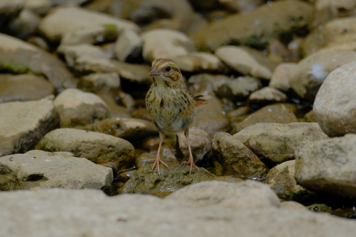 Swamp Sparrow - ML638327670