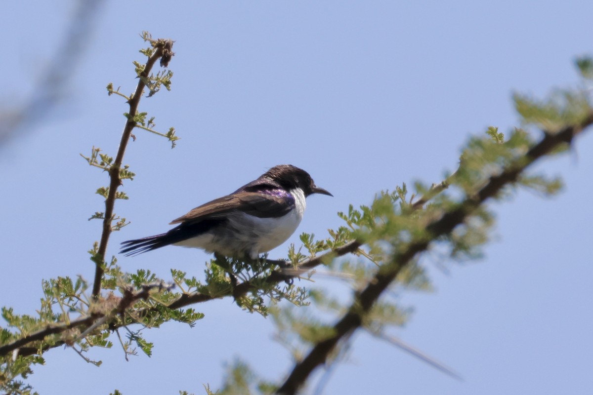 Eastern Violet-backed Sunbird - ML638327671