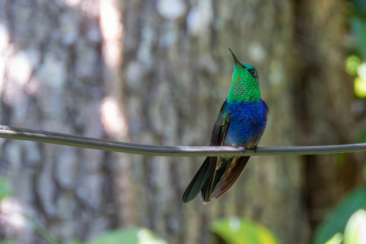 Fork-tailed Woodnymph - ML638327683