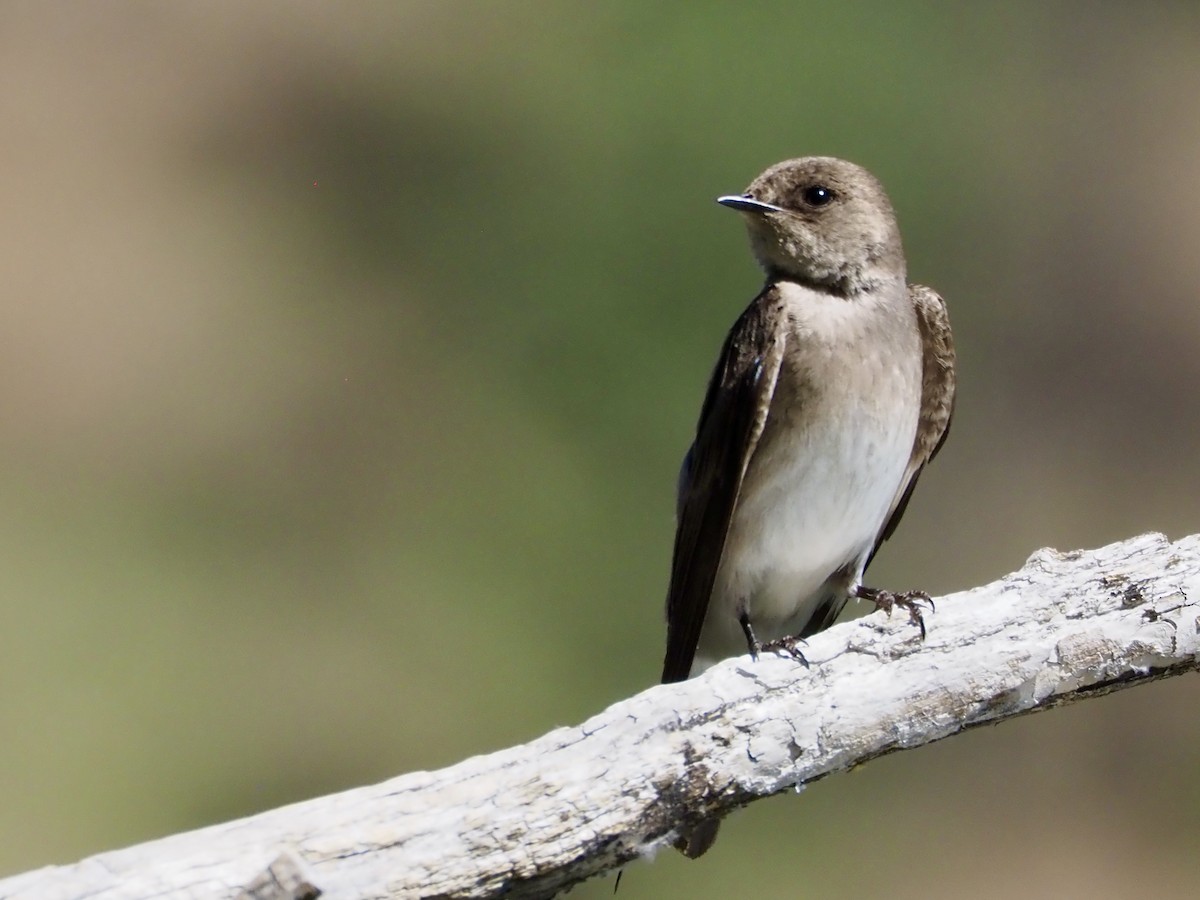 Northern Rough-winged Swallow - ML638327685