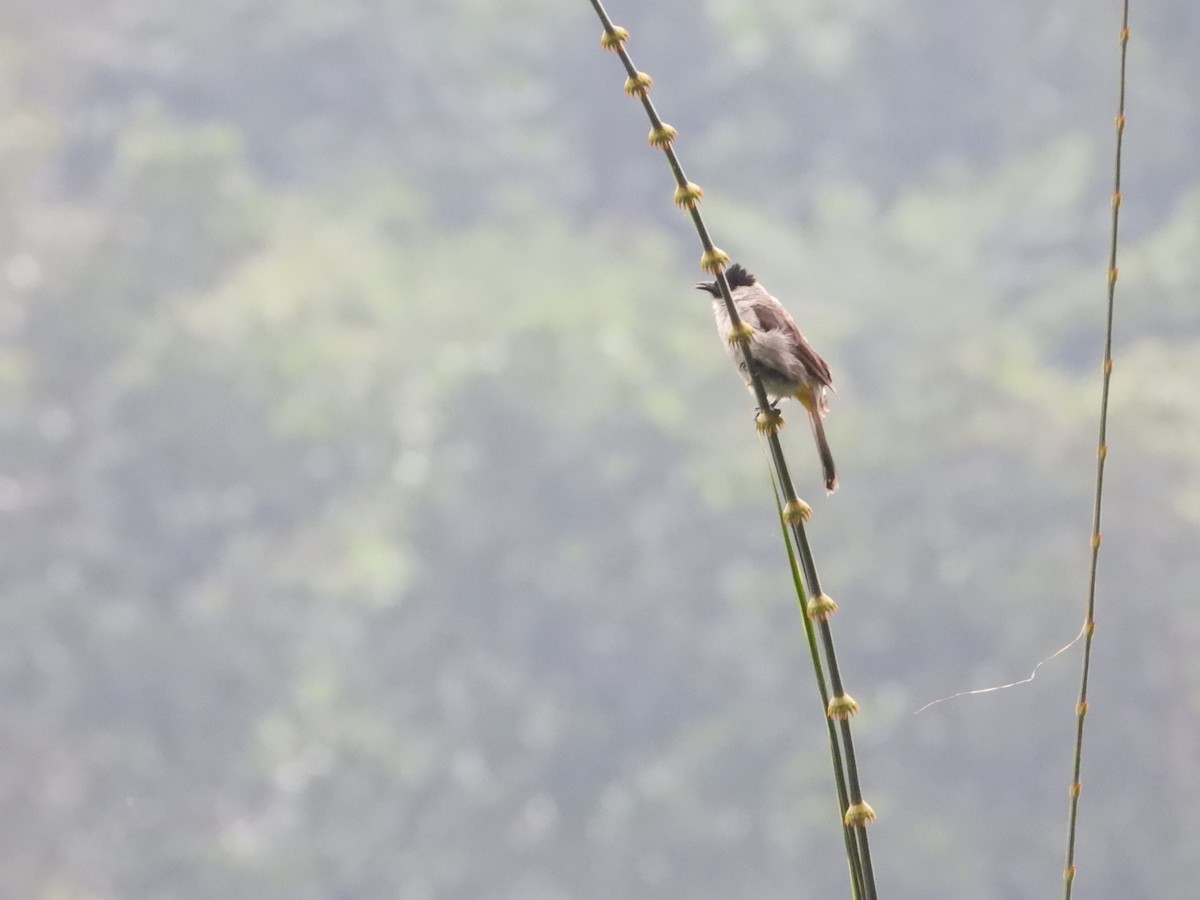 Sooty-headed Bulbul - ML638327687