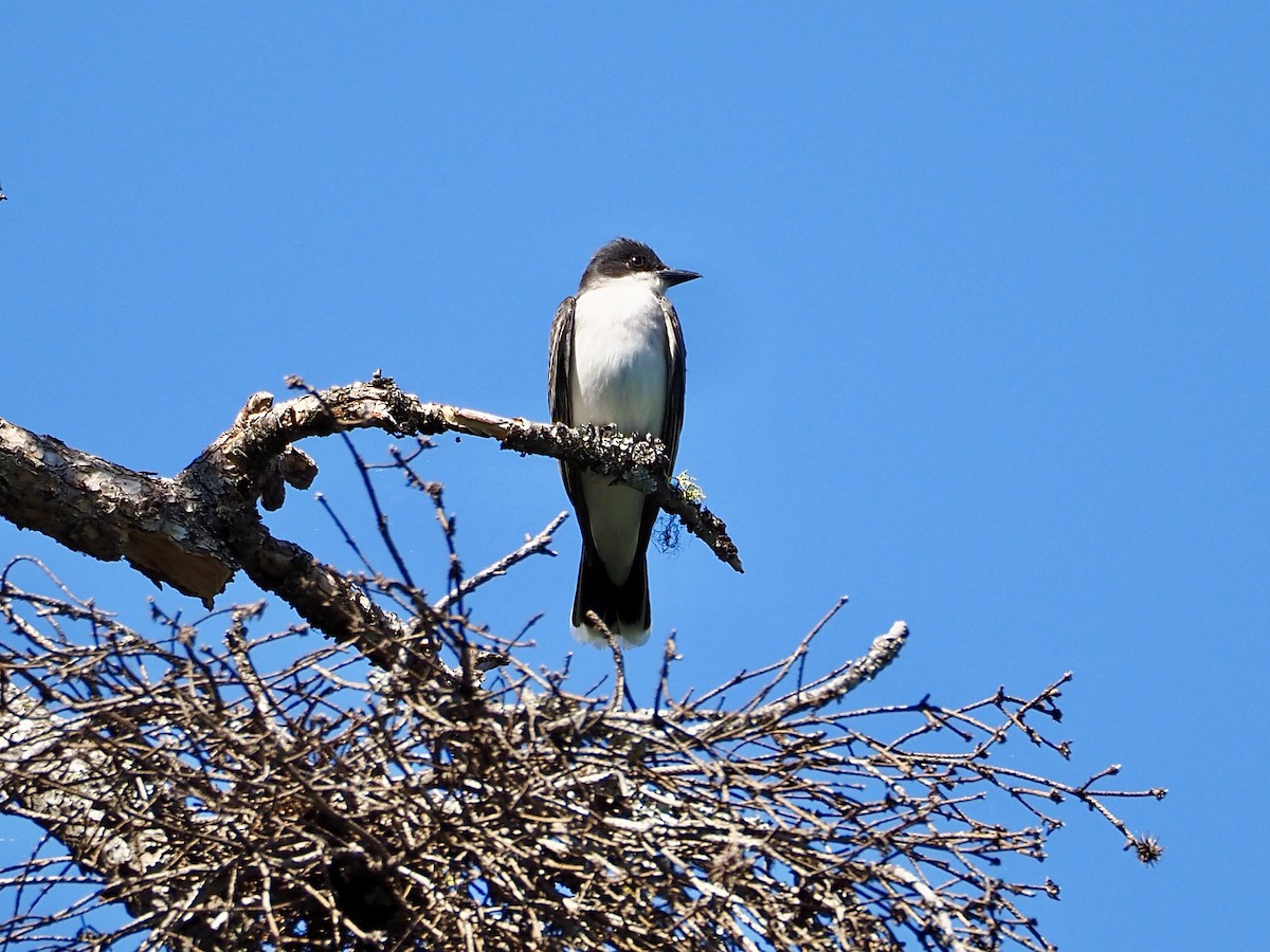 Eastern Kingbird - ML638327688