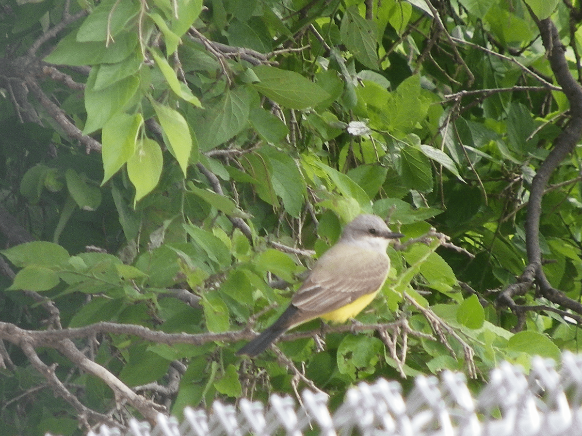 Western Kingbird - ML638327697