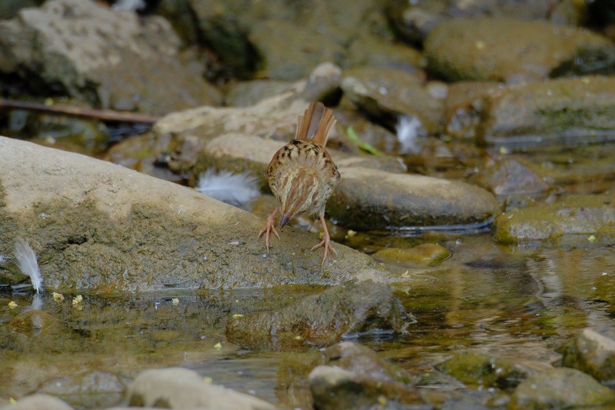 Swamp Sparrow - ML638327704