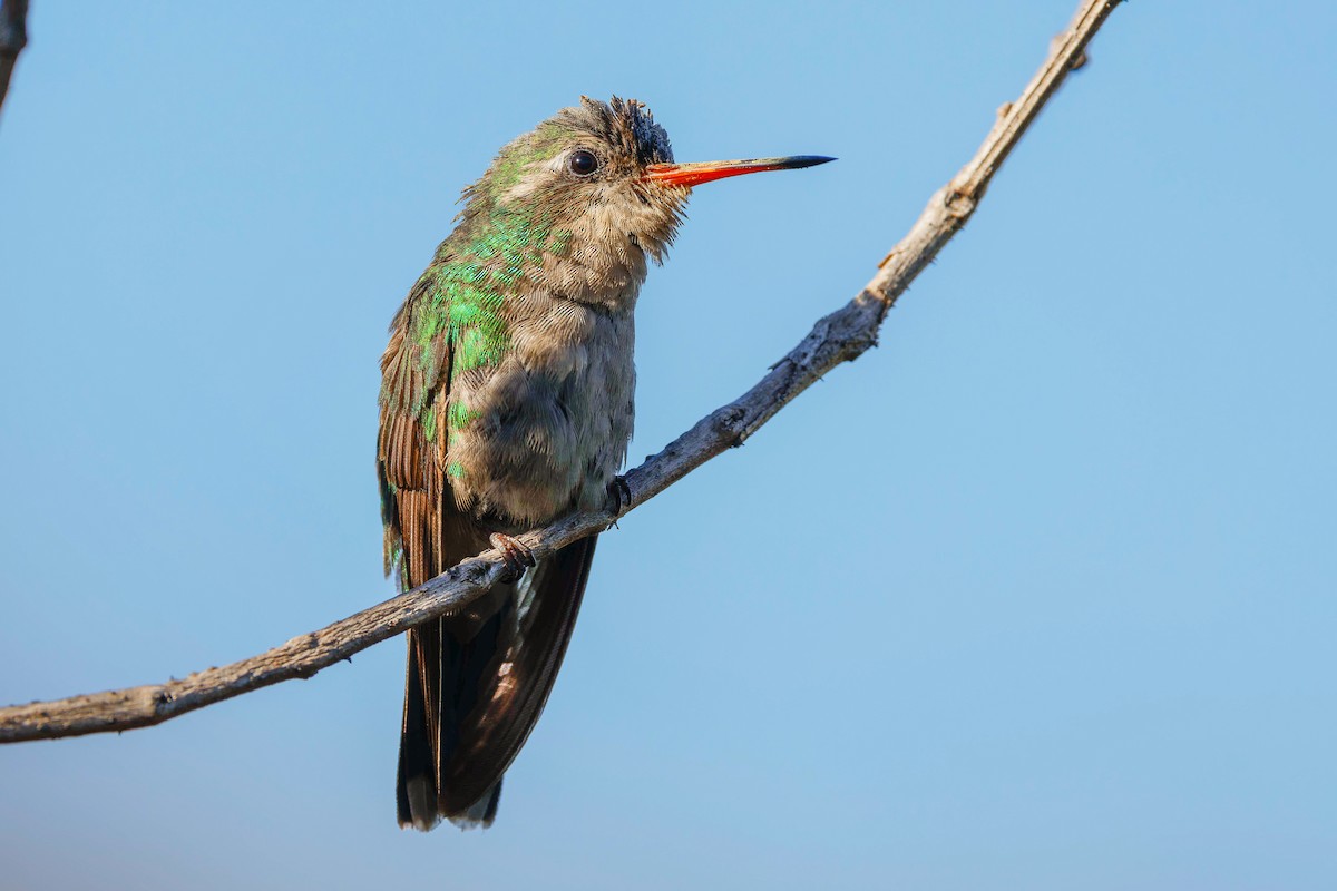 Glittering-bellied Emerald - ML638327710