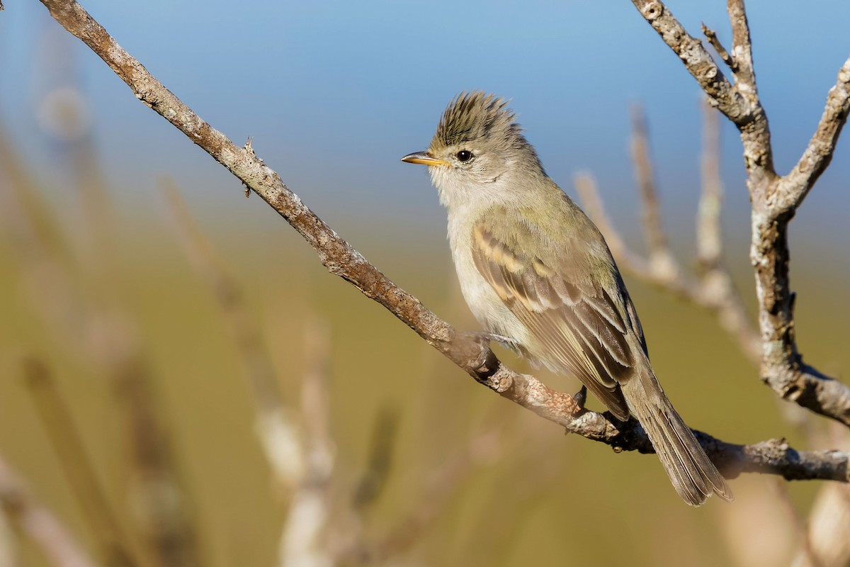 Southern Beardless-Tyrannulet - ML638327712