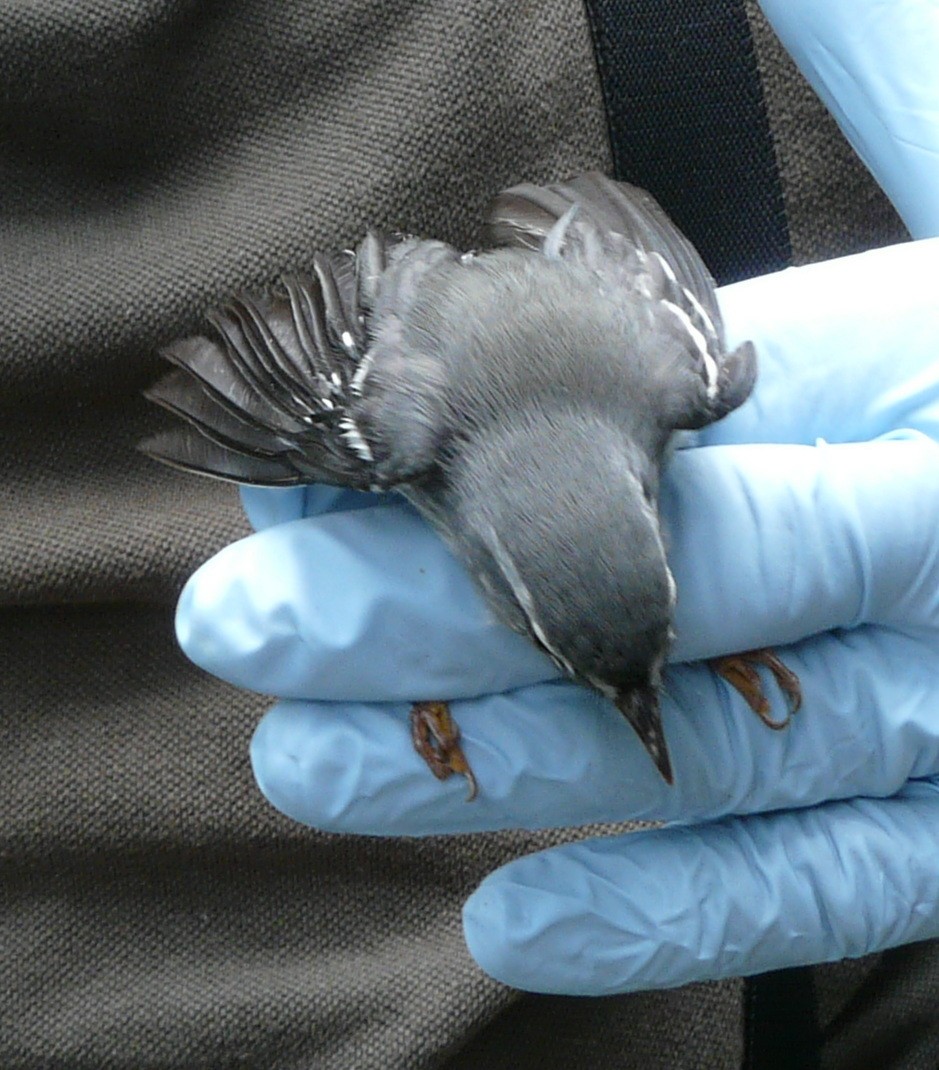 Plumbeous Warbler - ML638327725