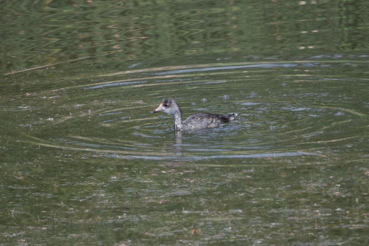 American Coot - ML638327727