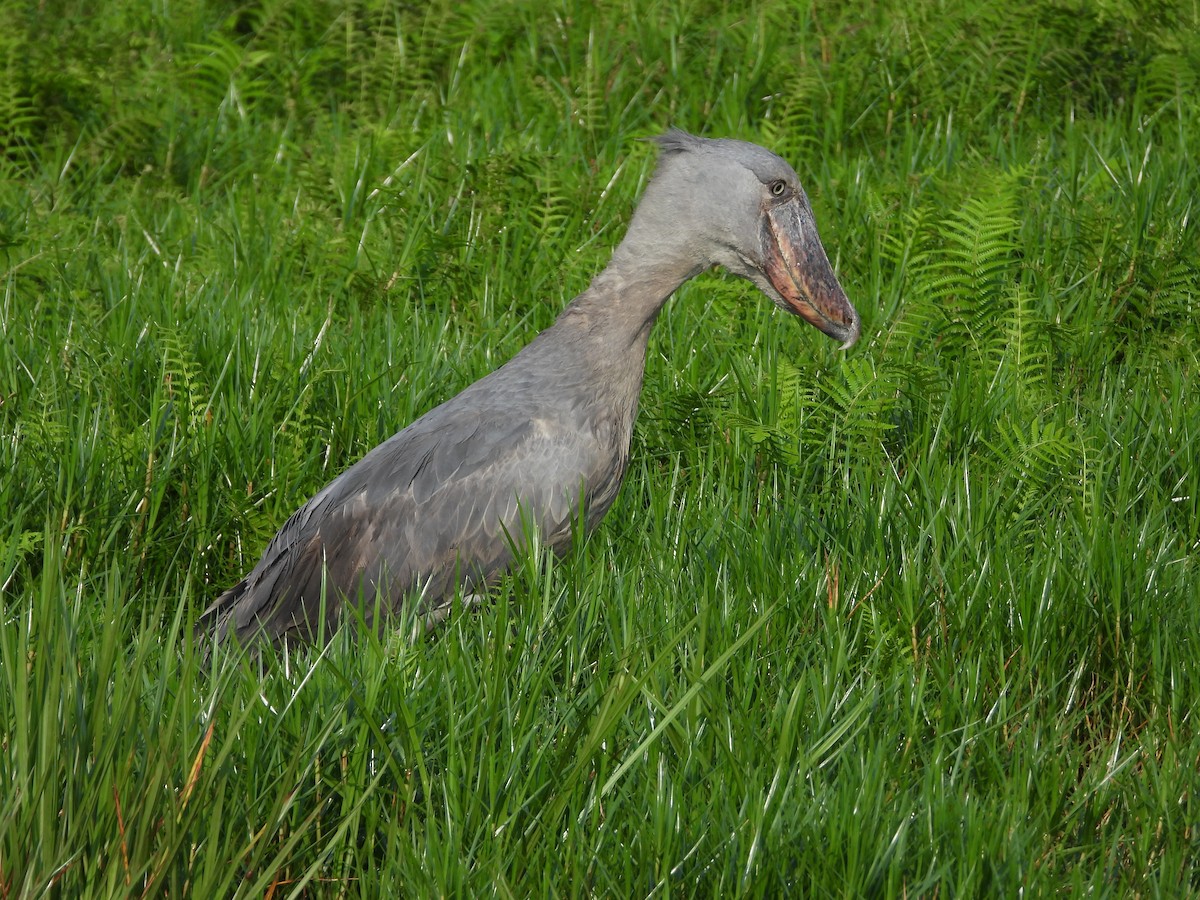 Shoebill - ML638327728