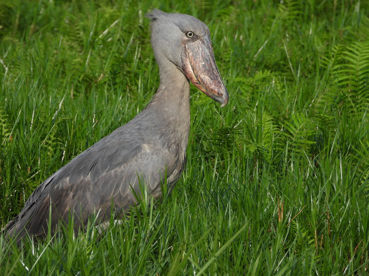 Shoebill - ML638327729