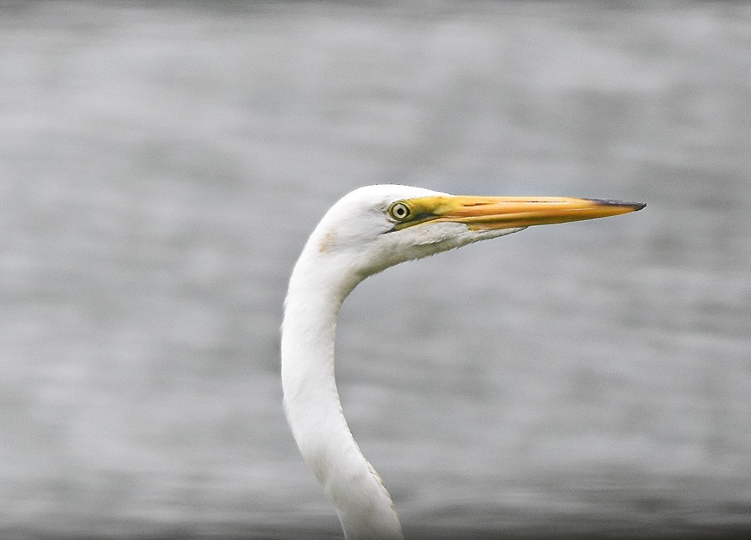 egretthegre - ML638327748