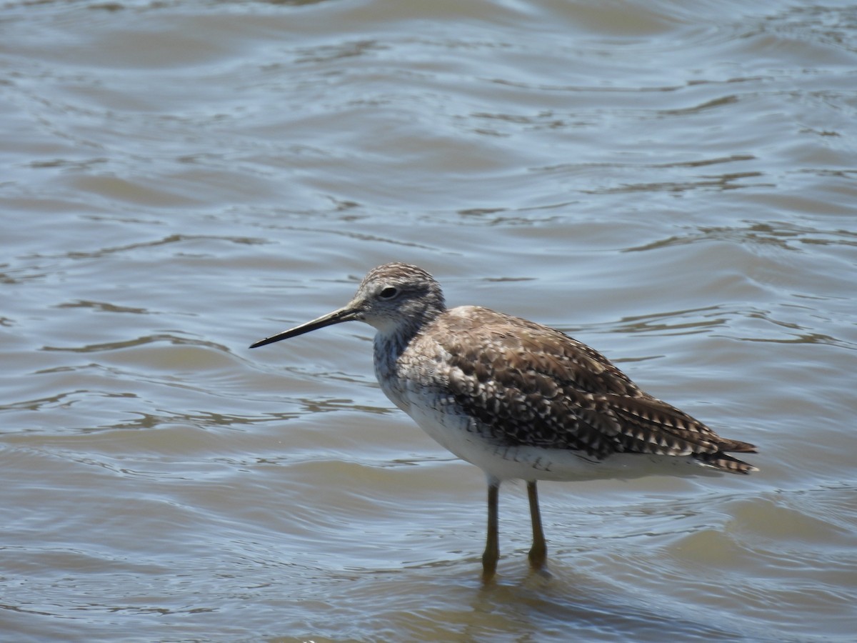 Greater Yellowlegs - ML638327755