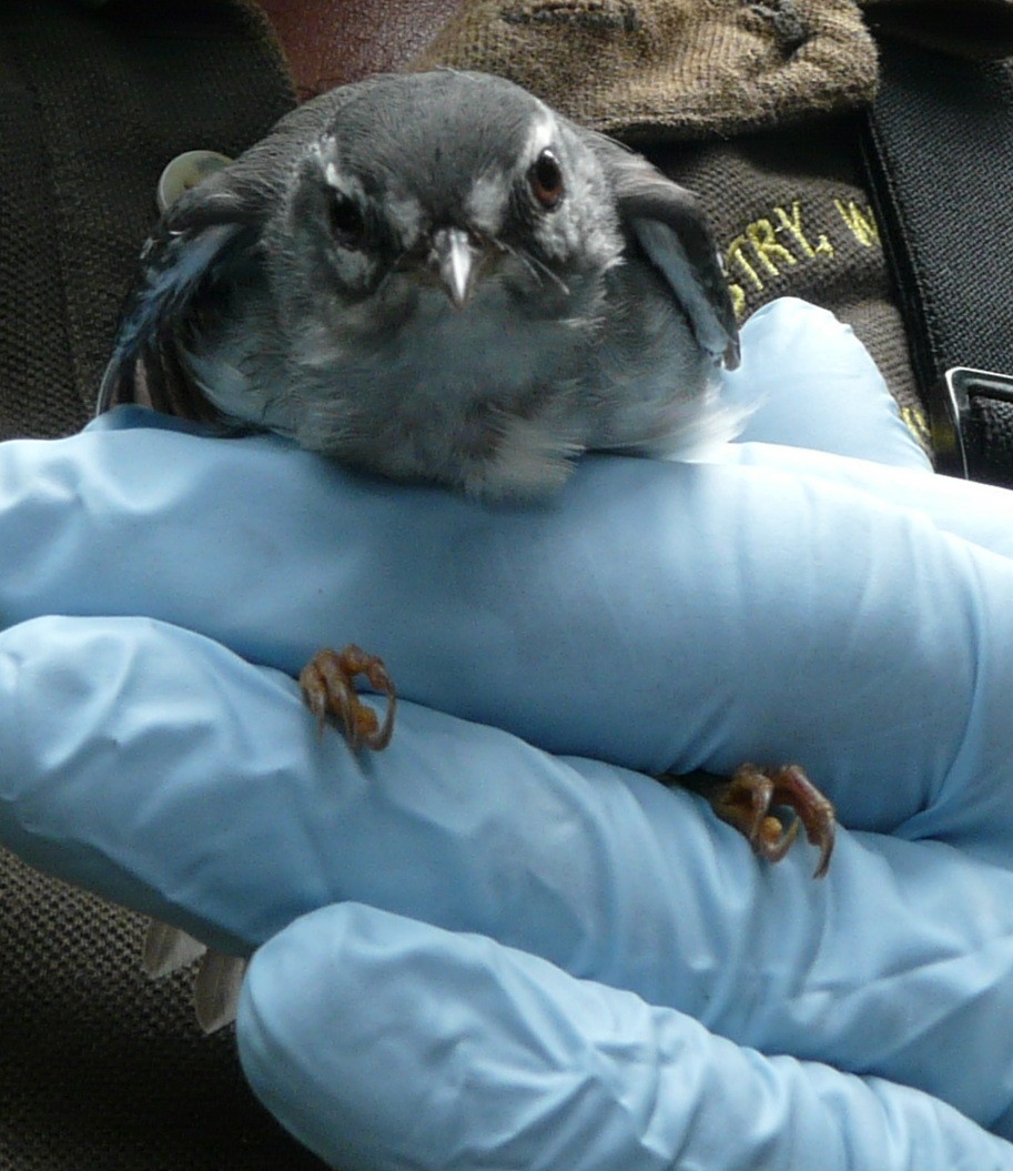 Plumbeous Warbler - ML638327757