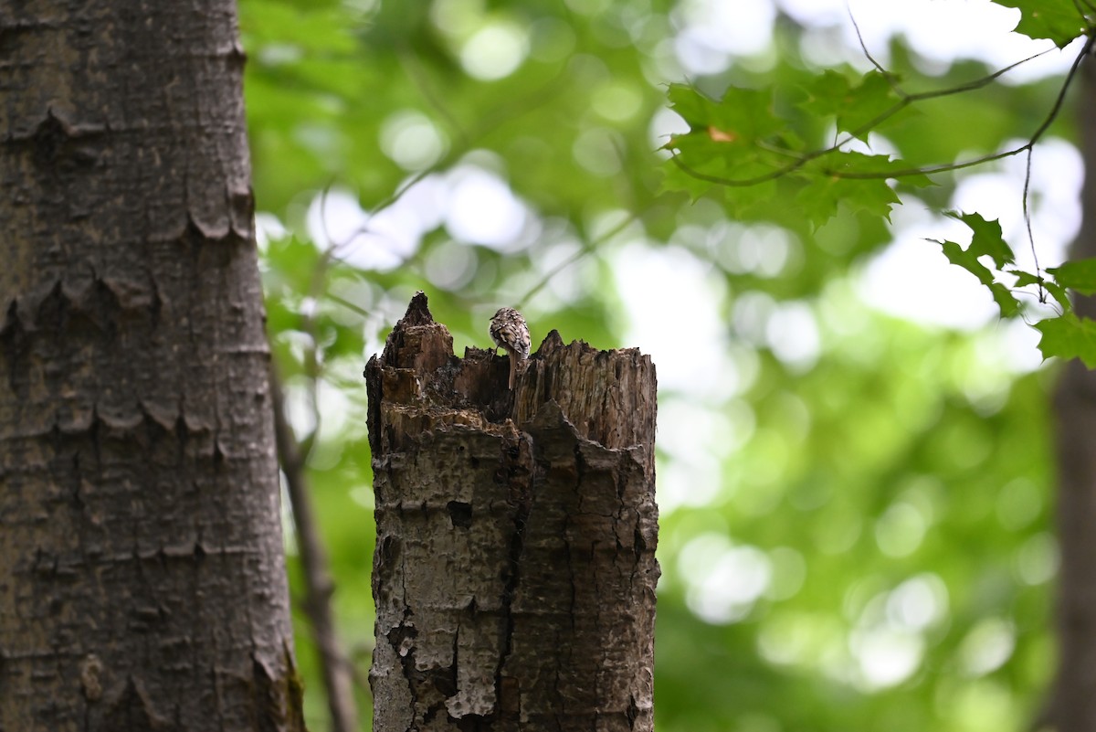 Brown Creeper - ML638327759