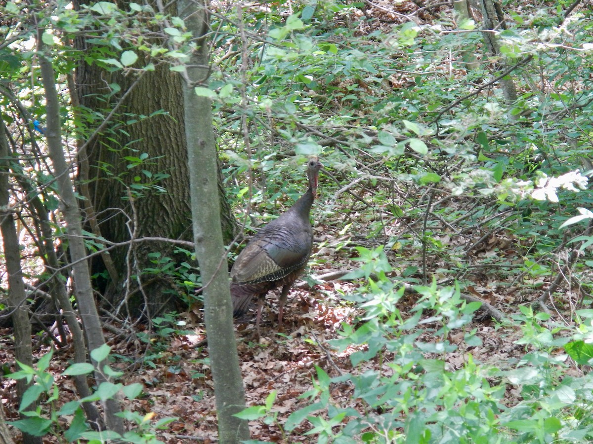 Wild Turkey - ML638327760
