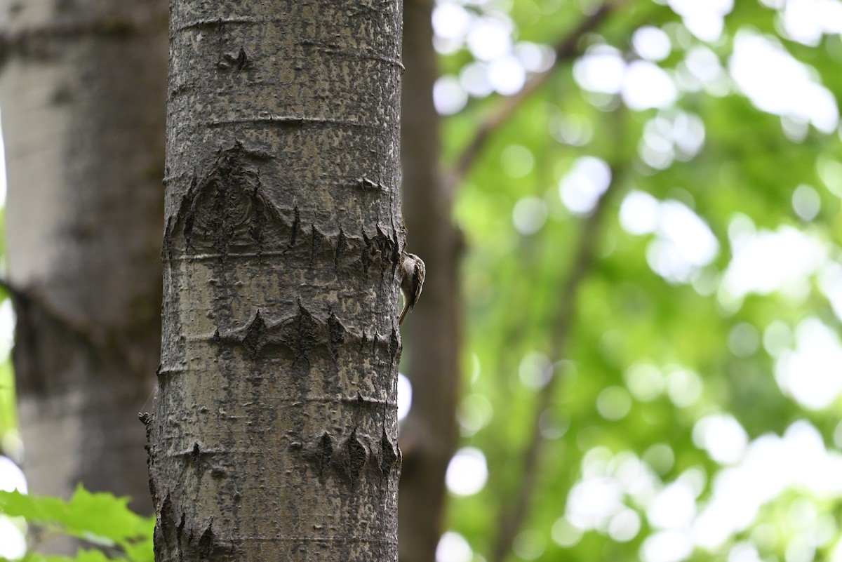 Brown Creeper - ML638327761