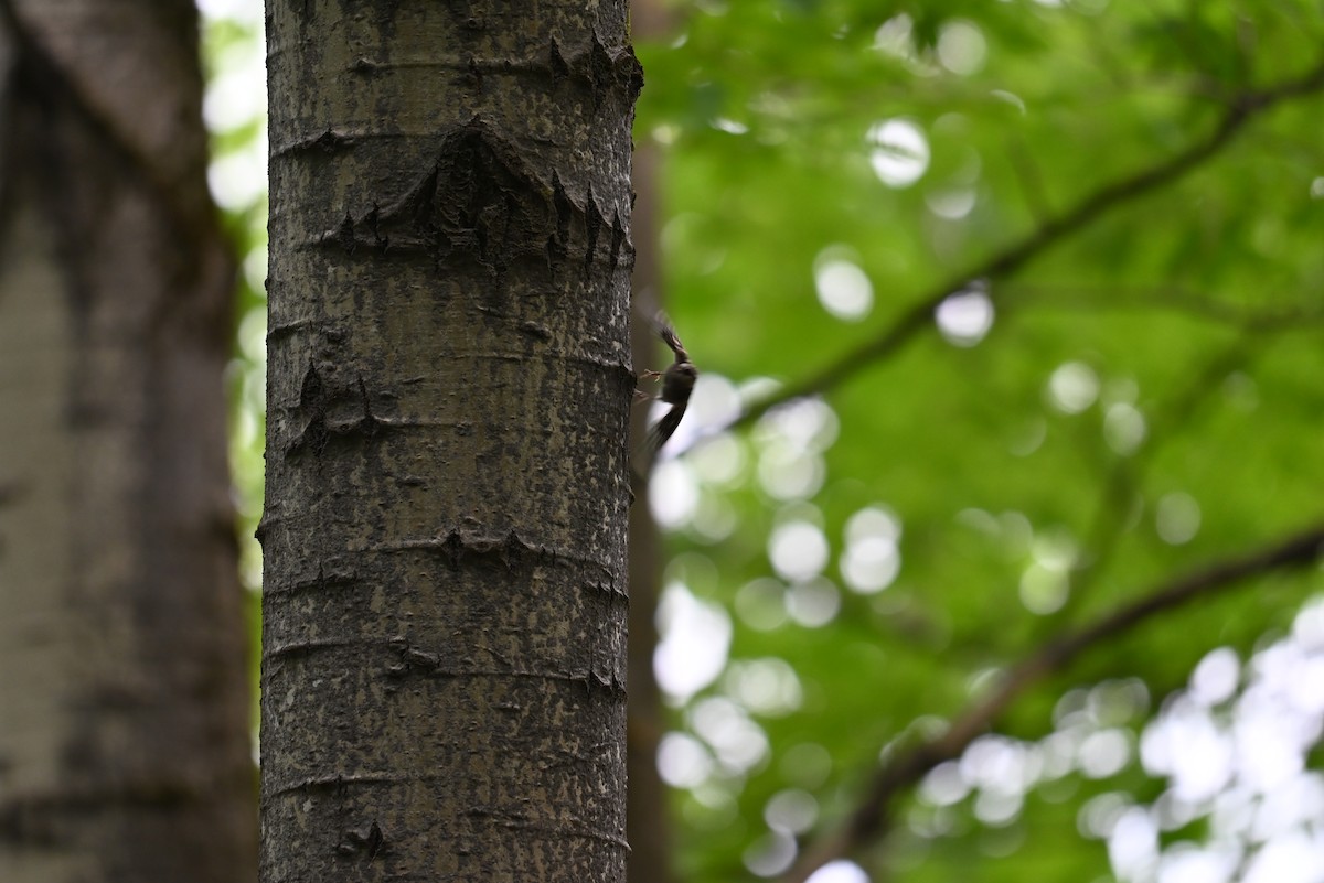 Brown Creeper - ML638327762