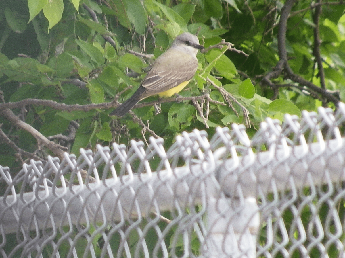 Western Kingbird - ML638327763