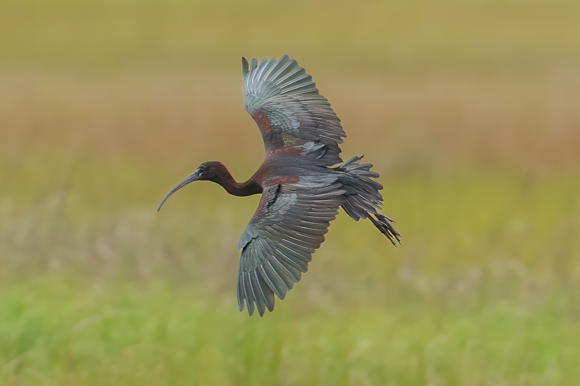 Ibis falcinelle - ML638327766