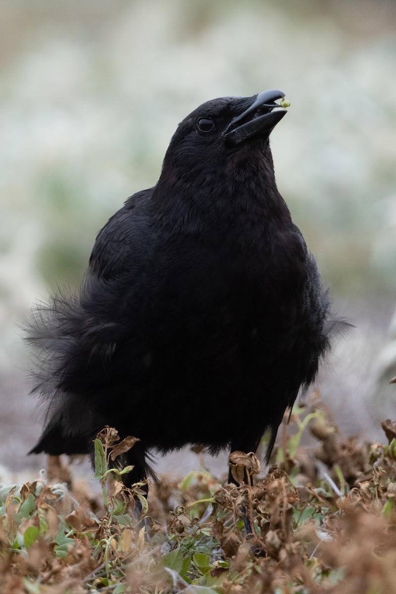 American Crow - ML638327769