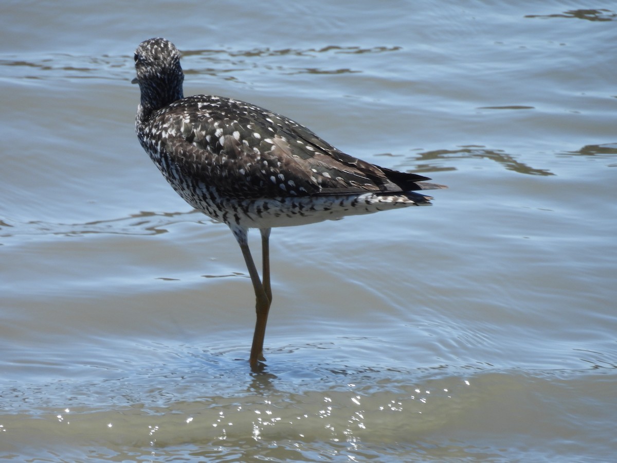 Greater Yellowlegs - ML638327770