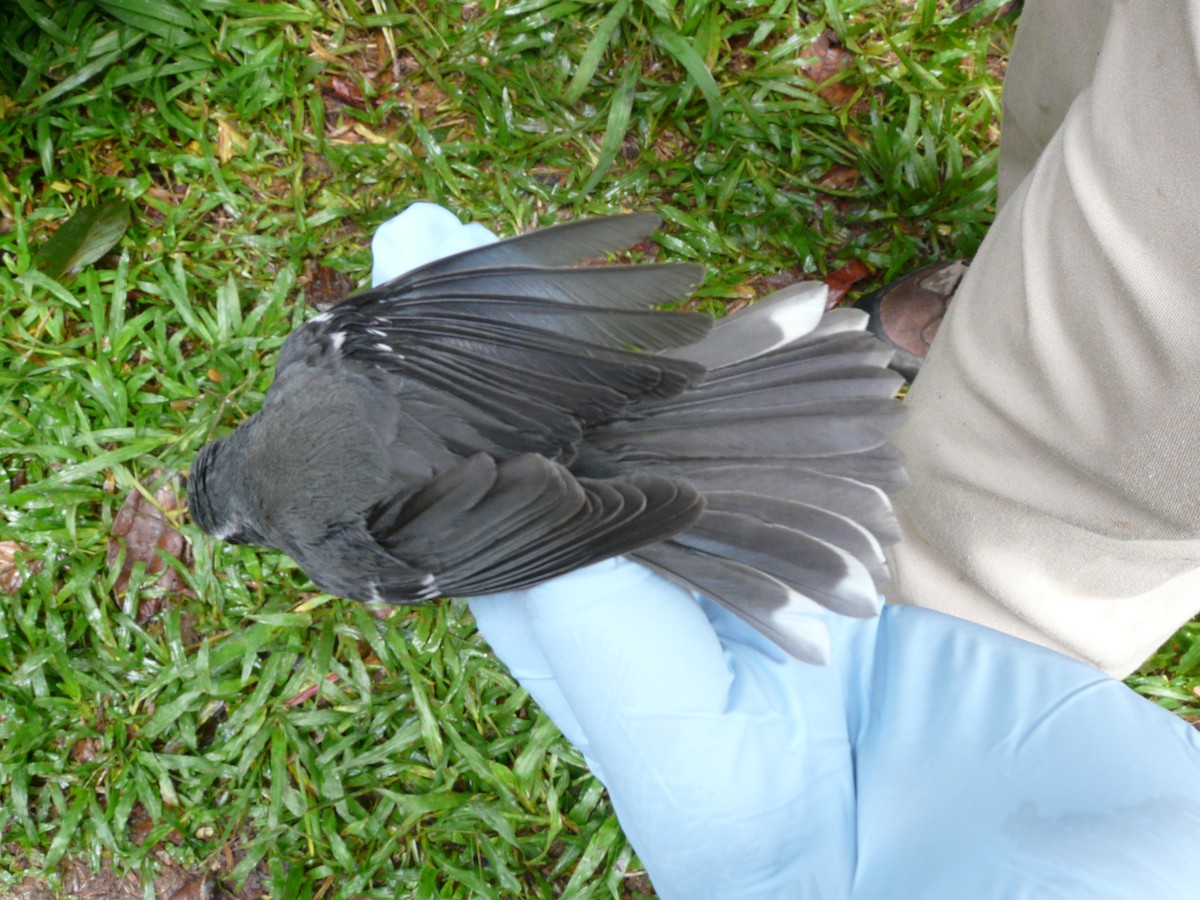Plumbeous Warbler - ML638327772