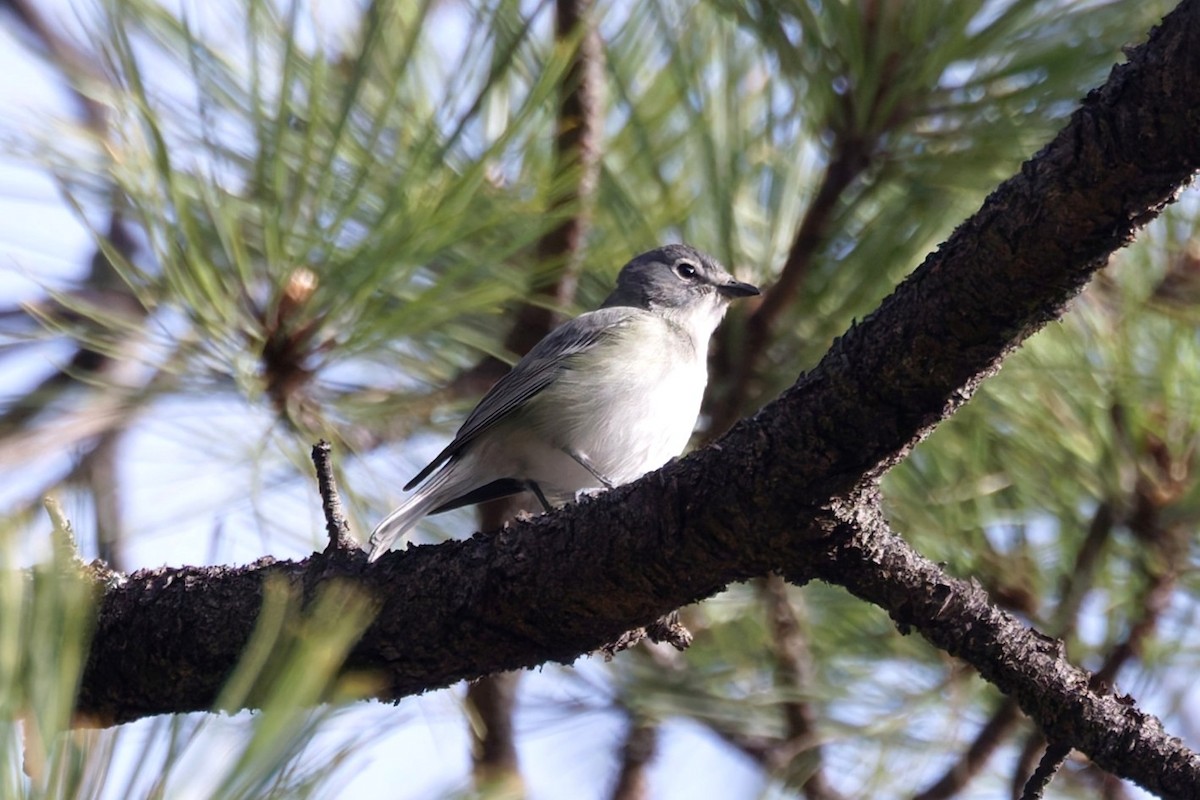 Plumbeous Vireo - ML638327779
