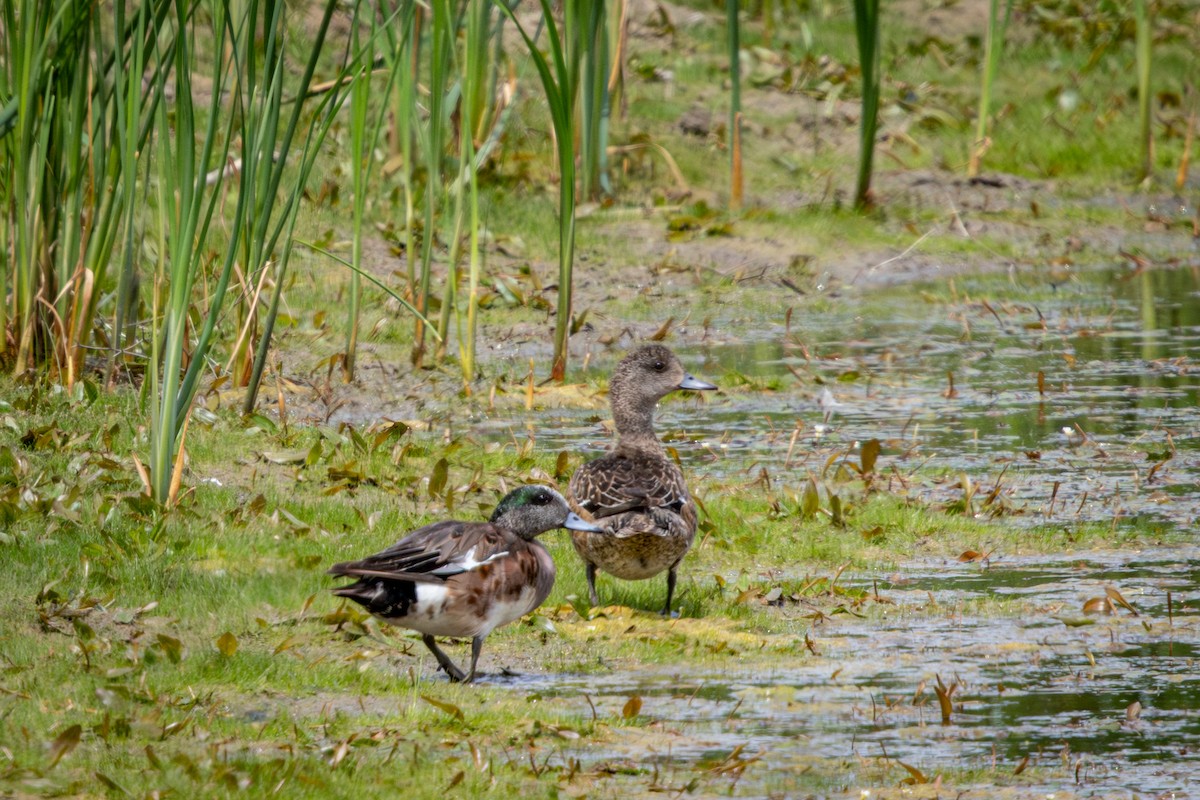 American Wigeon - ML638327783