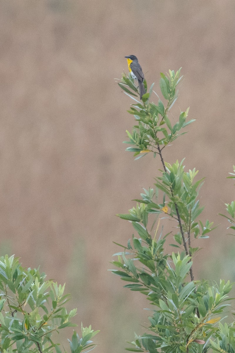 Yellow-breasted Chat - ML638327786