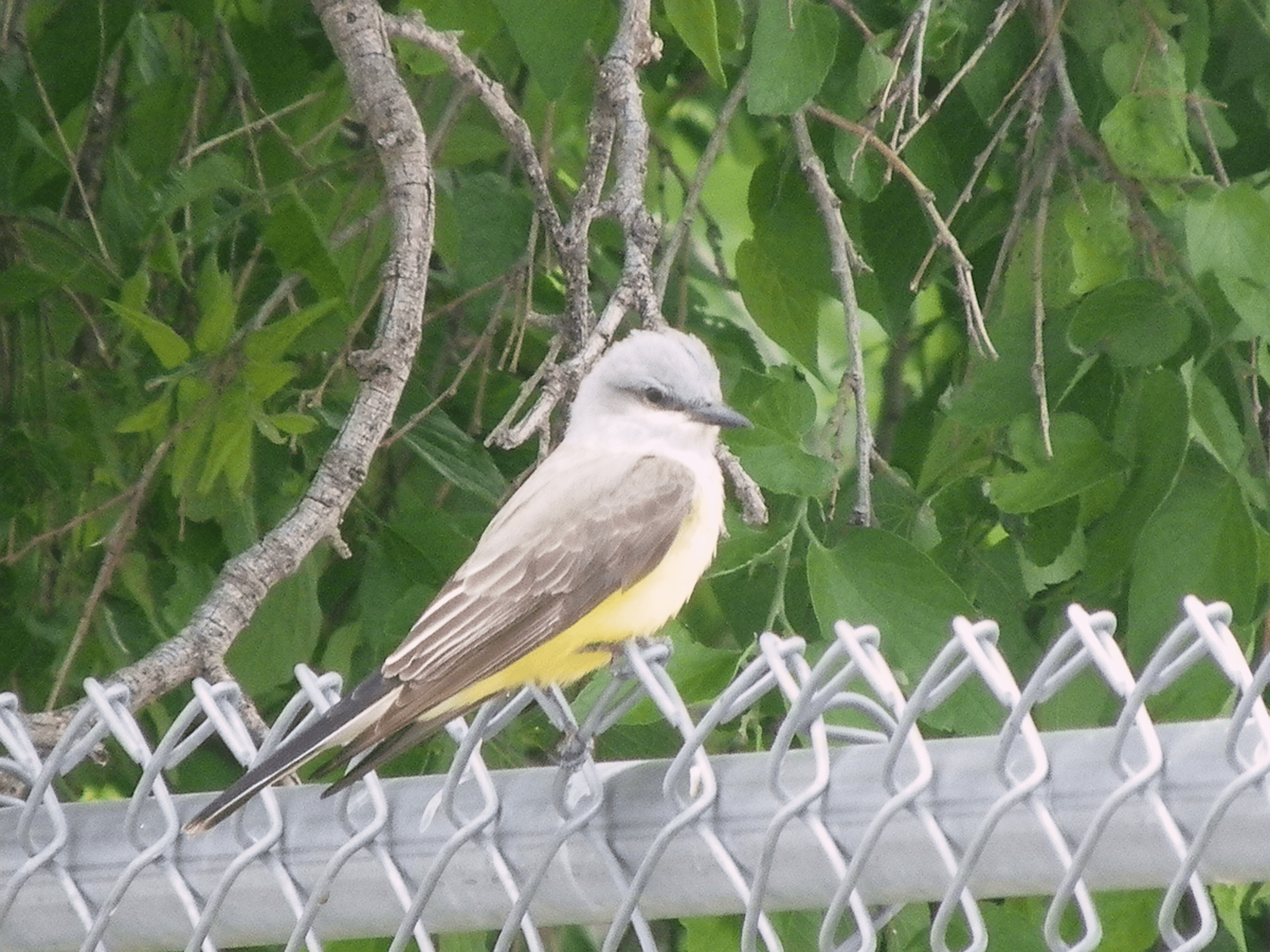 Western Kingbird - ML638327791
