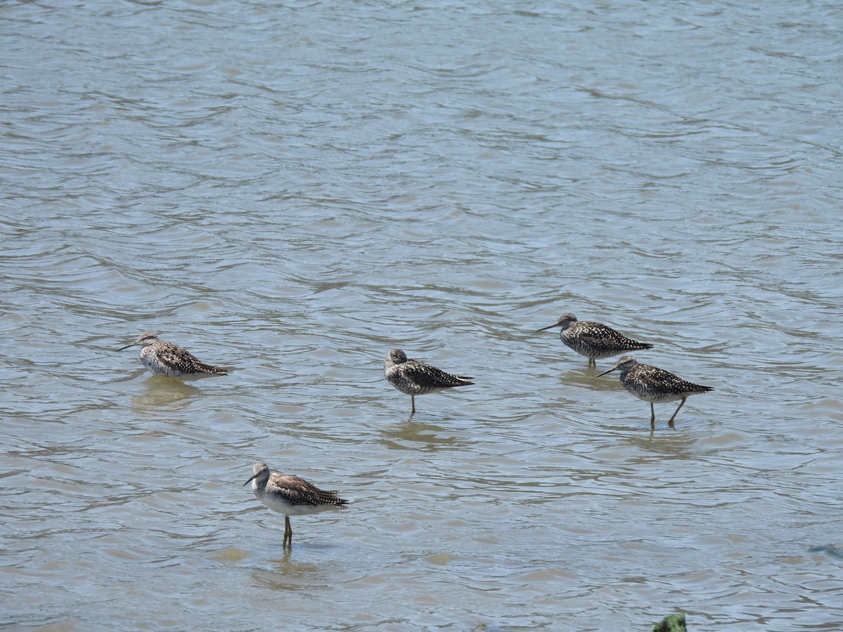 Greater Yellowlegs - ML638327798