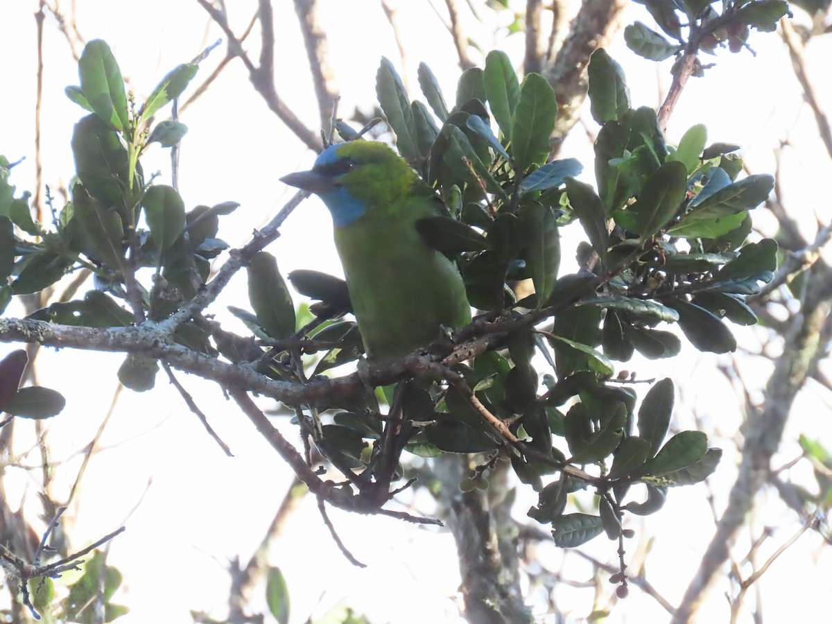 Prachtbartvogel - ML638327801