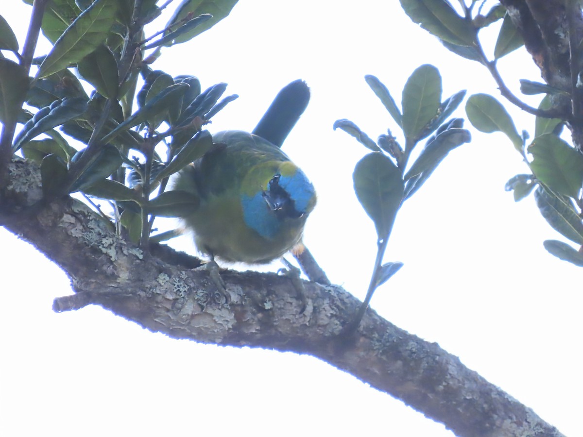 Prachtbartvogel - ML638327802