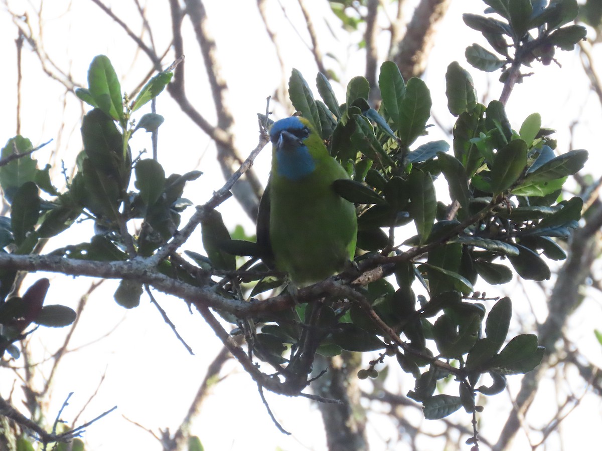 Prachtbartvogel - ML638327803