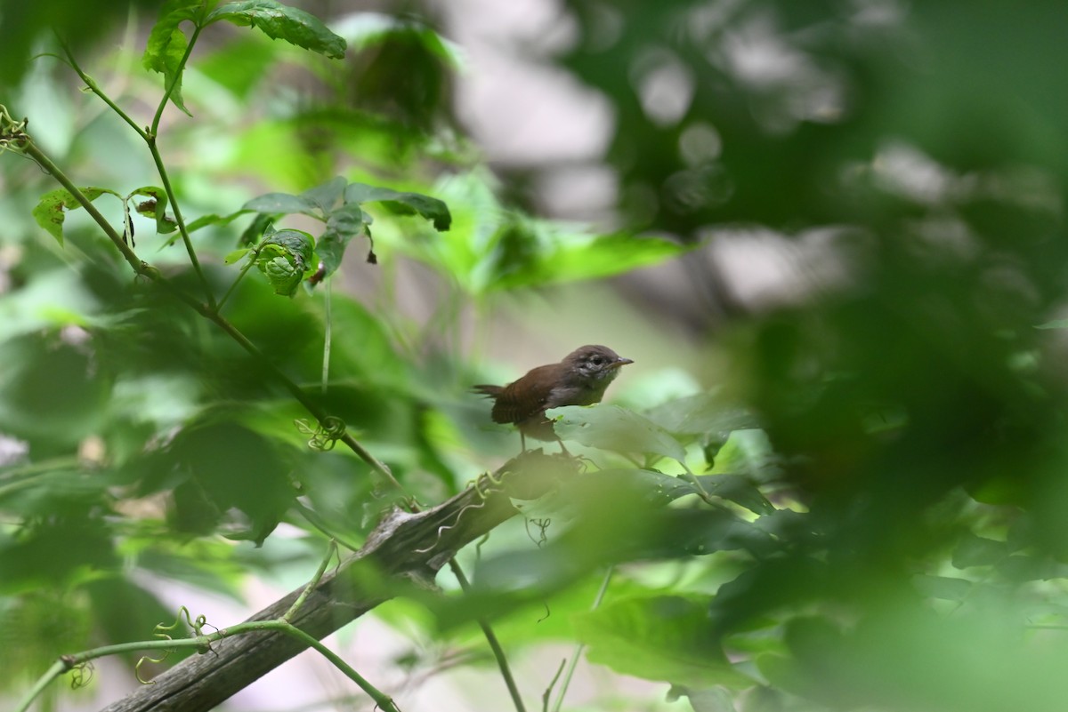 Northern House Wren - ML638327817
