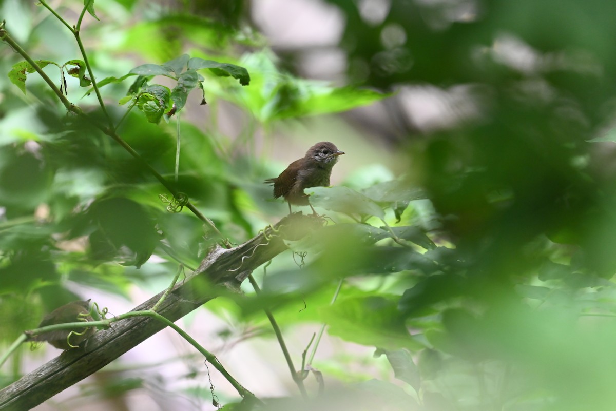 Northern House Wren - ML638327819