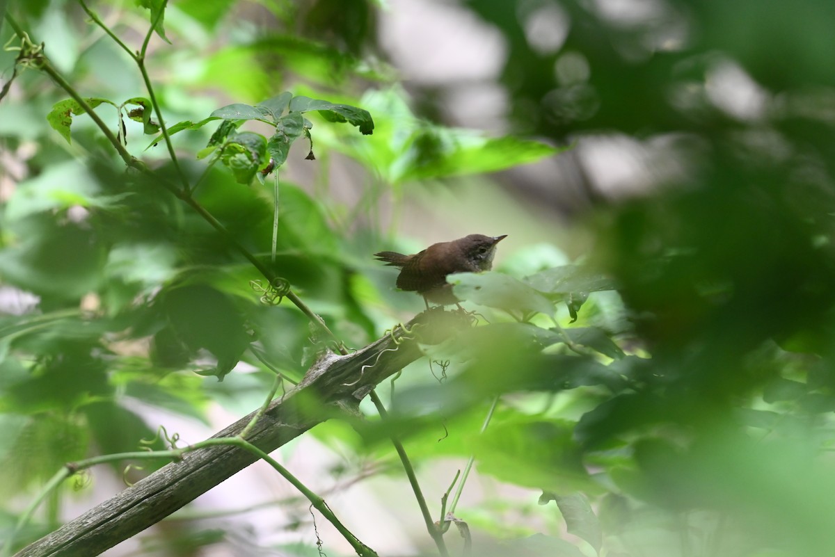 Northern House Wren - ML638327841