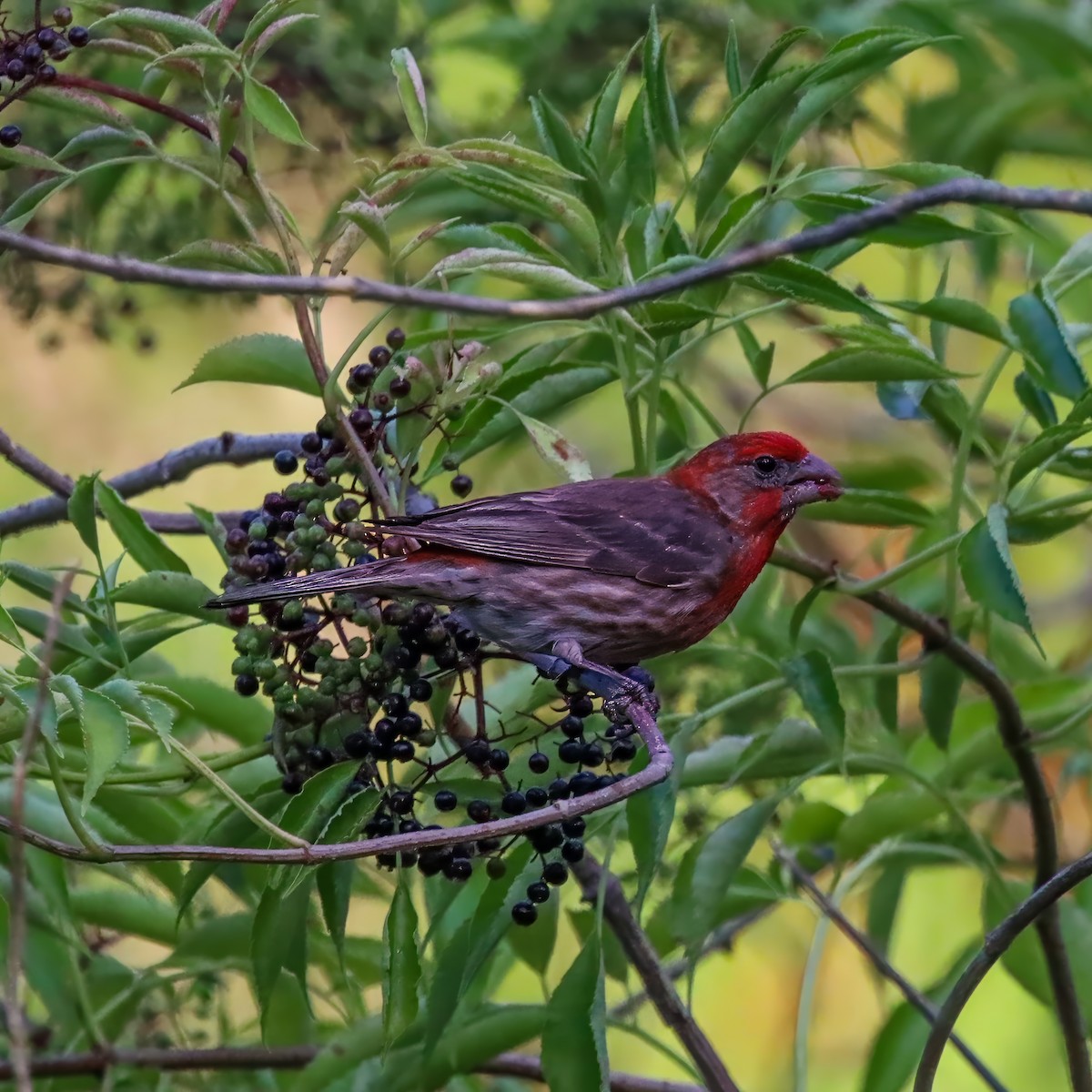 House Finch - ML638327844