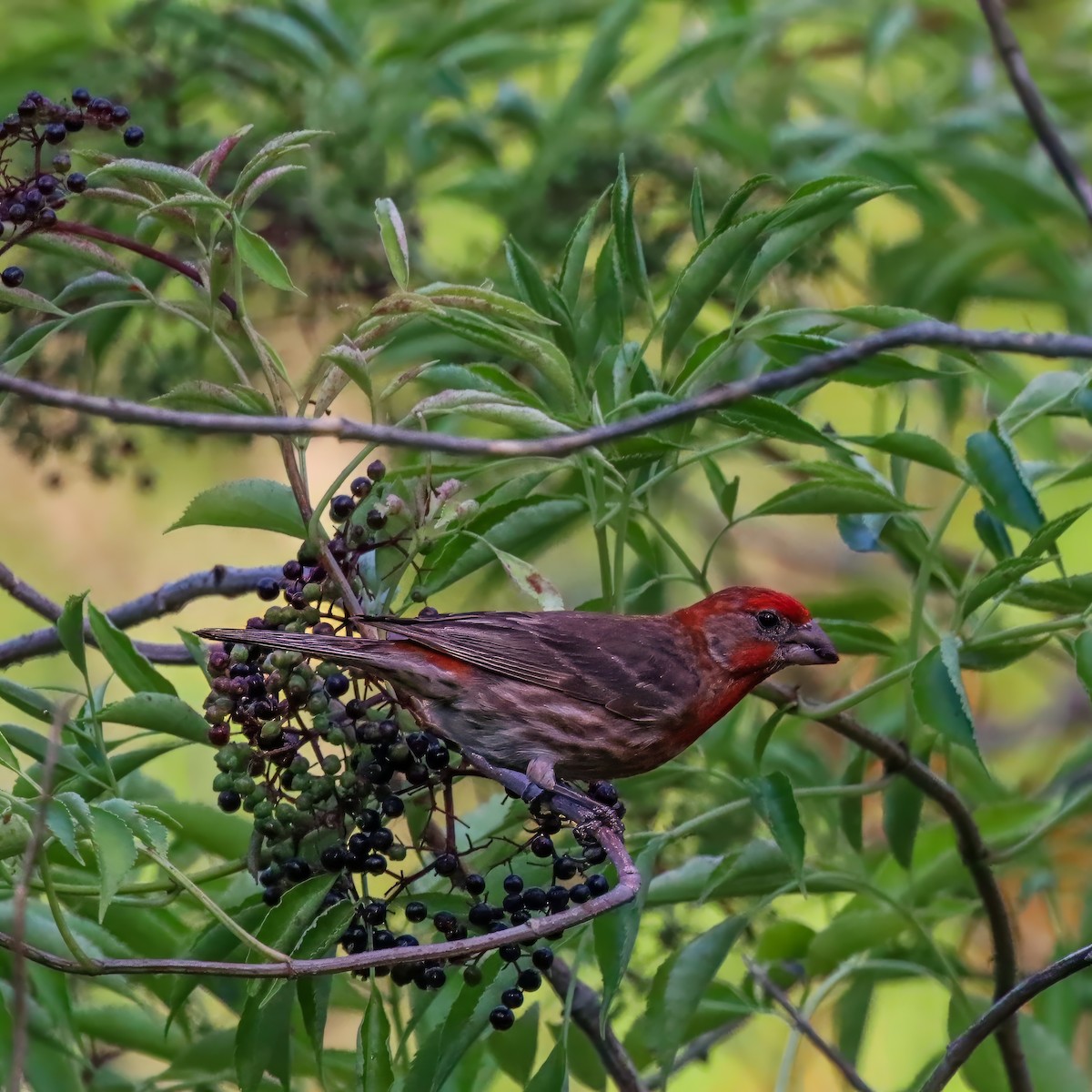 House Finch - ML638327846