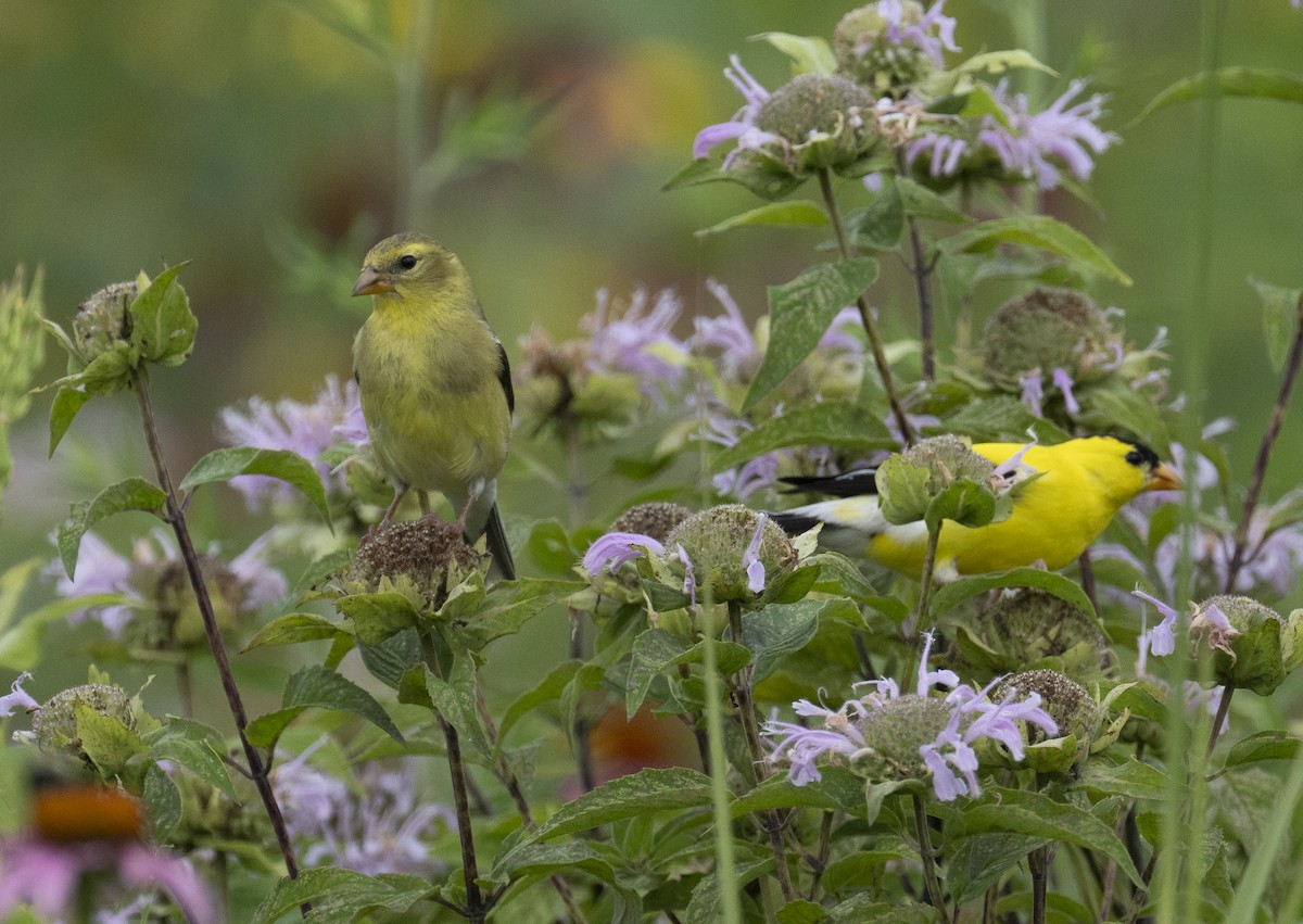 American Goldfinch - ML638327851