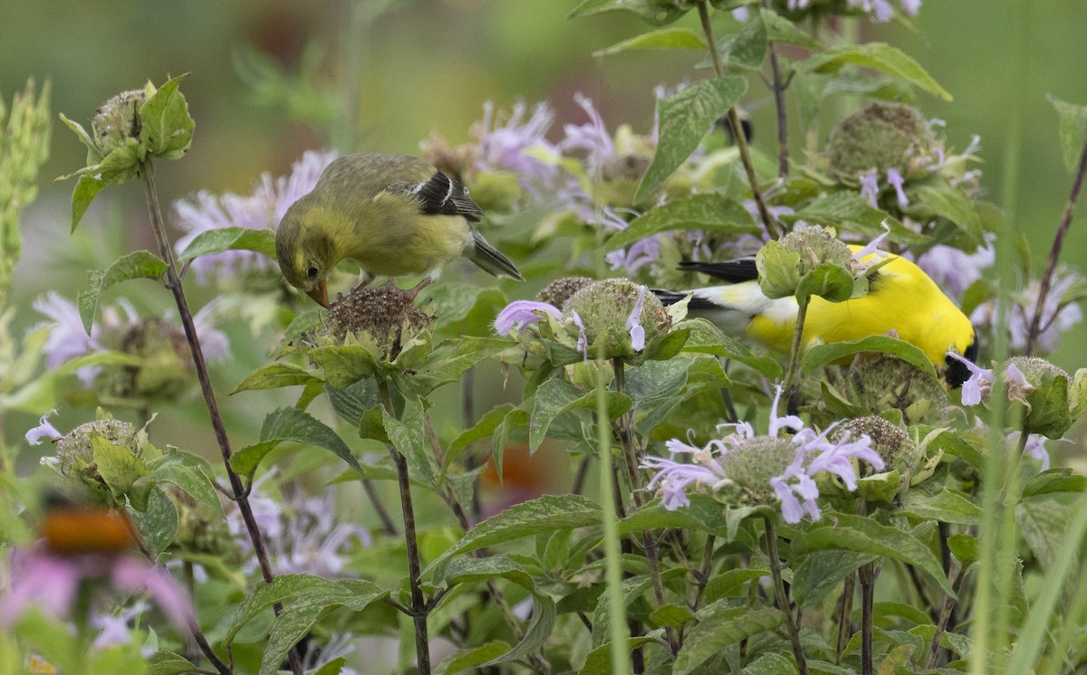 American Goldfinch - ML638327852