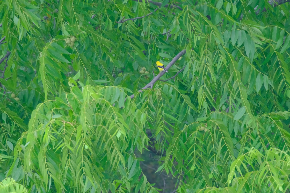 American Goldfinch - ML638327853